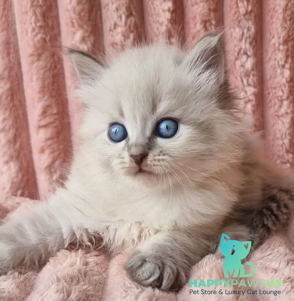 Zahar Siberian male blue tabby pointed - live animals