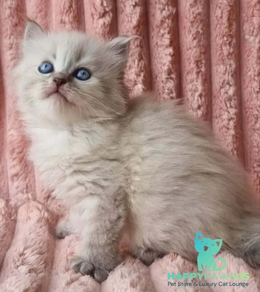 Zahar Siberian male blue tabby pointed - live animals