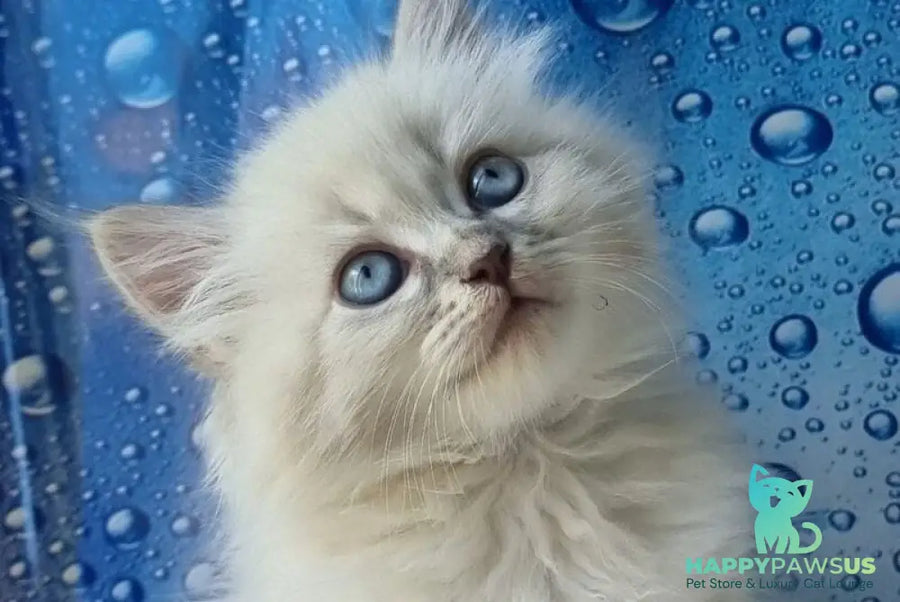 Zahar Siberian male blue tabby pointed - live animals