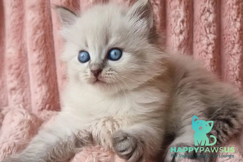 Zahar Siberian male blue tabby pointed - live animals