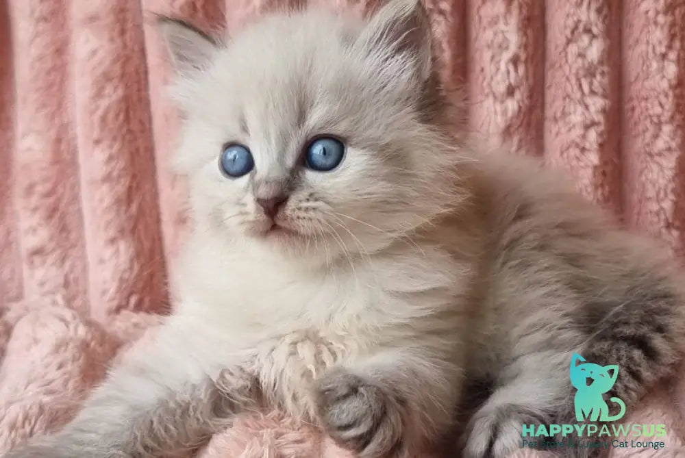 Zahar Siberian male blue tabby pointed - live animals