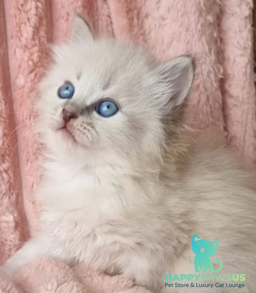 Zahar Siberian male blue tabby pointed - live animals