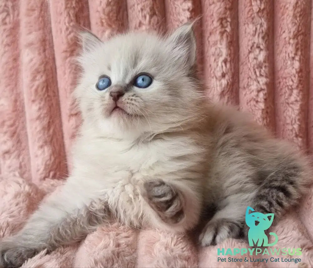 Zahar Siberian male blue tabby pointed - live animals