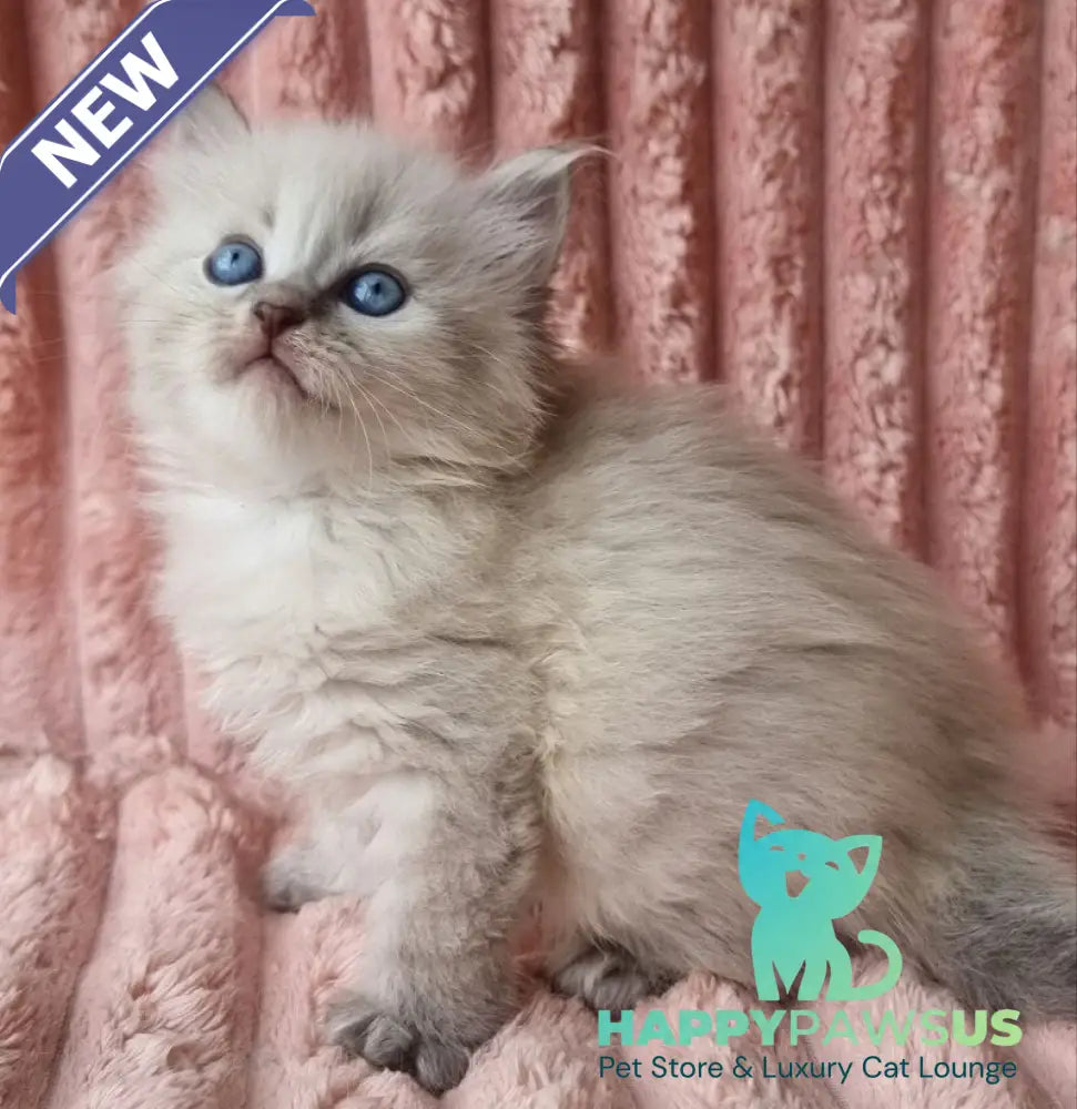 Zahar Siberian male blue tabby pointed - live animals