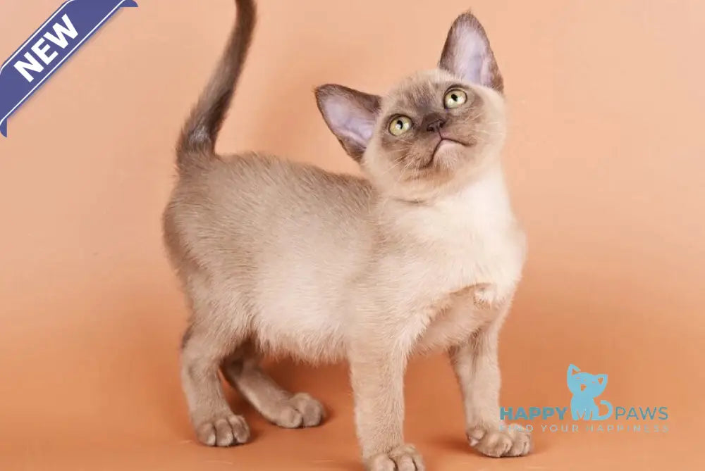 Zair Burmese male chocolate - live animals