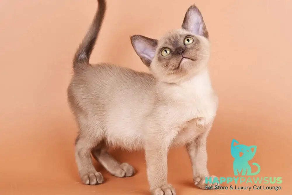 Zair Burmese male chocolate - live animals
