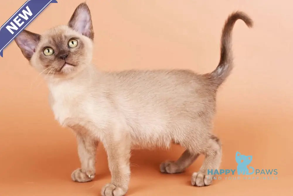 Zair Burmese male chocolate - live animals