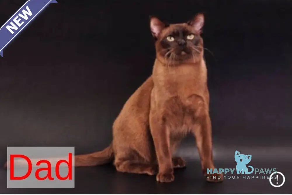 Zair Burmese male chocolate - live animals