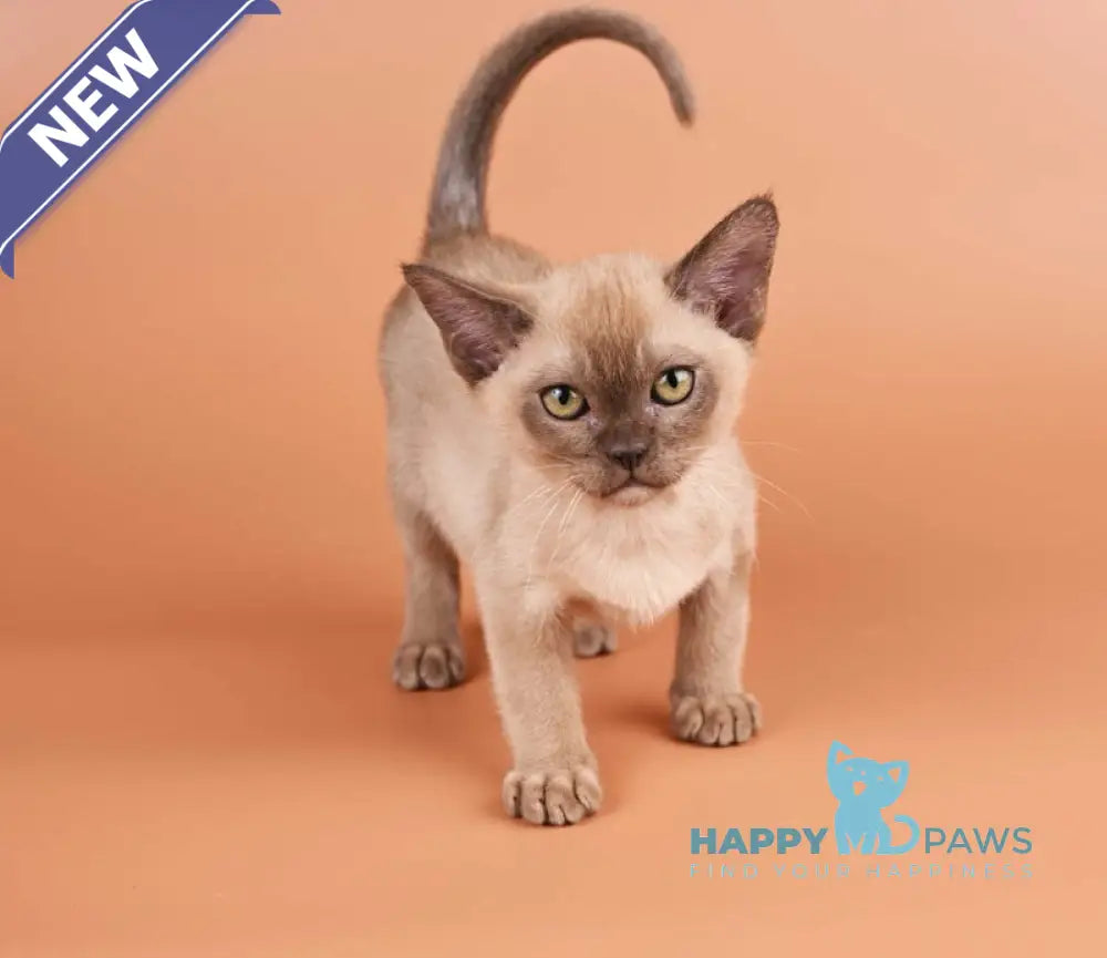Zair Burmese male chocolate - live animals