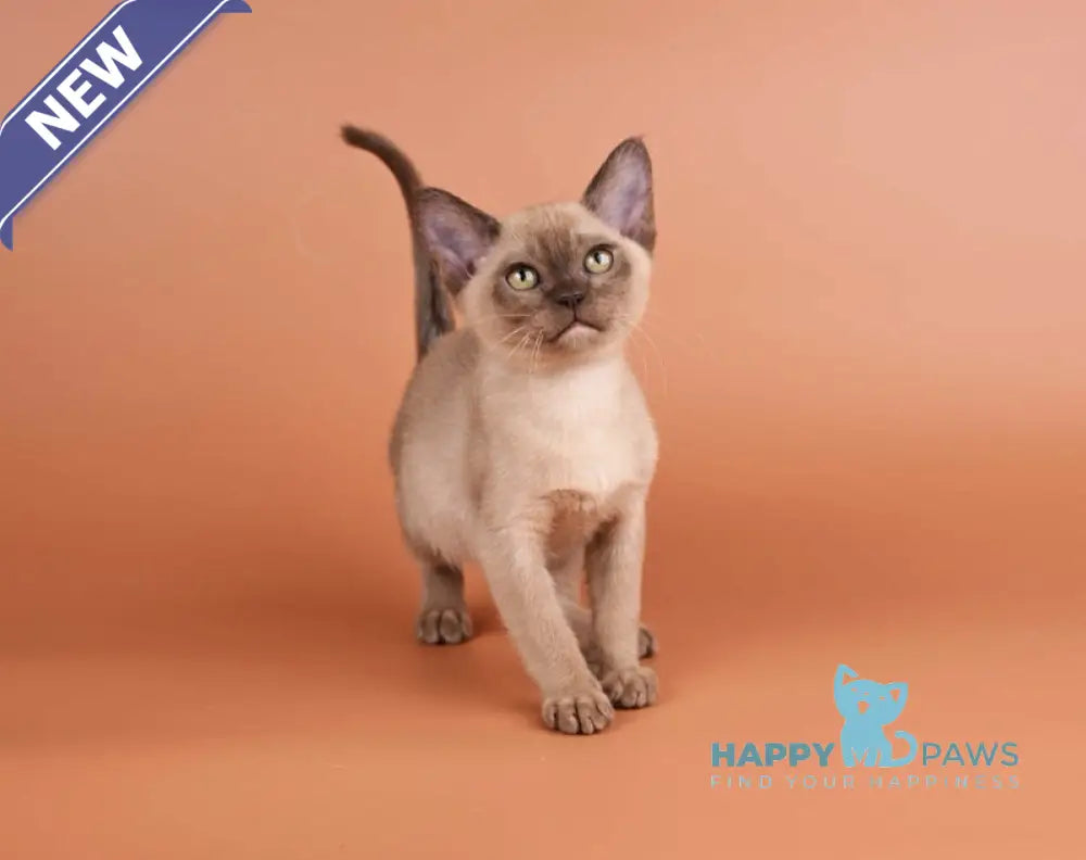 Zair Burmese male chocolate - live animals