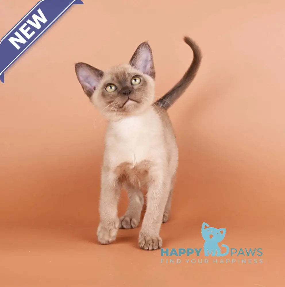 Zair Burmese male chocolate - live animals