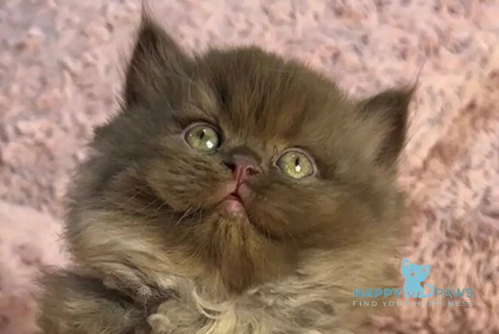 Zakhar British Longhair male chocolate live animals