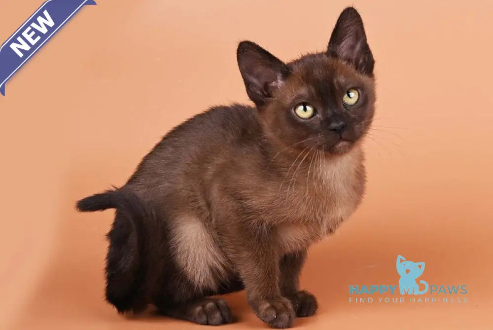 Zakhar Burmese male black - live animals
