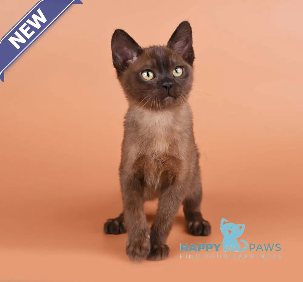 Zakhar Burmese male black - live animals