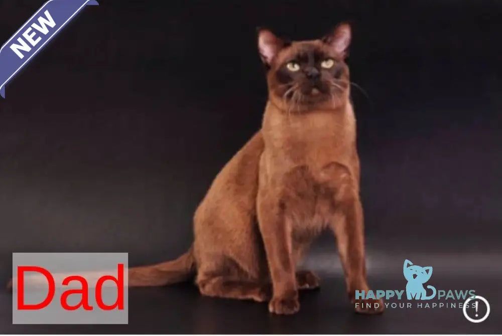 Zakhar Burmese male black - live animals