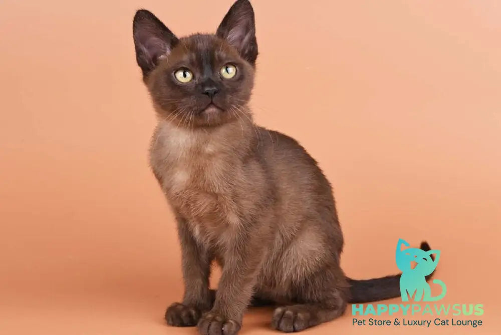 Zakhar Burmese male black - live animals