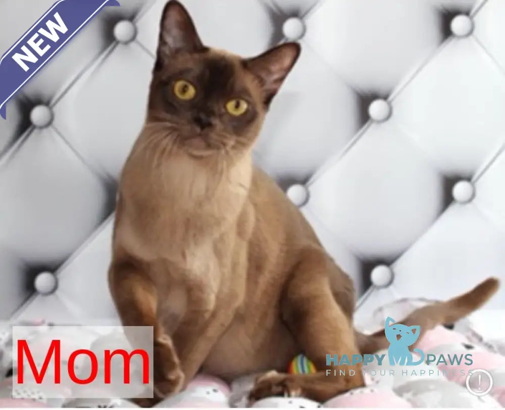 Zakhar Burmese male black - live animals