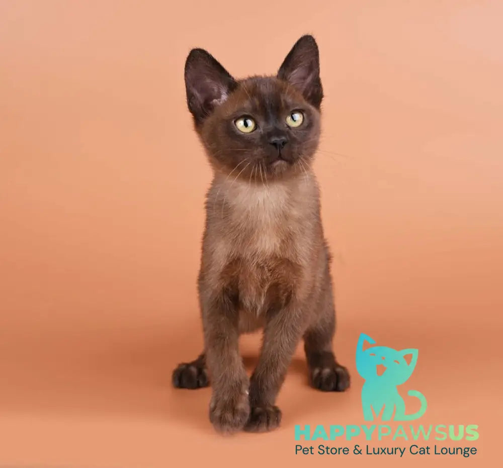 Zakhar Burmese male black - live animals