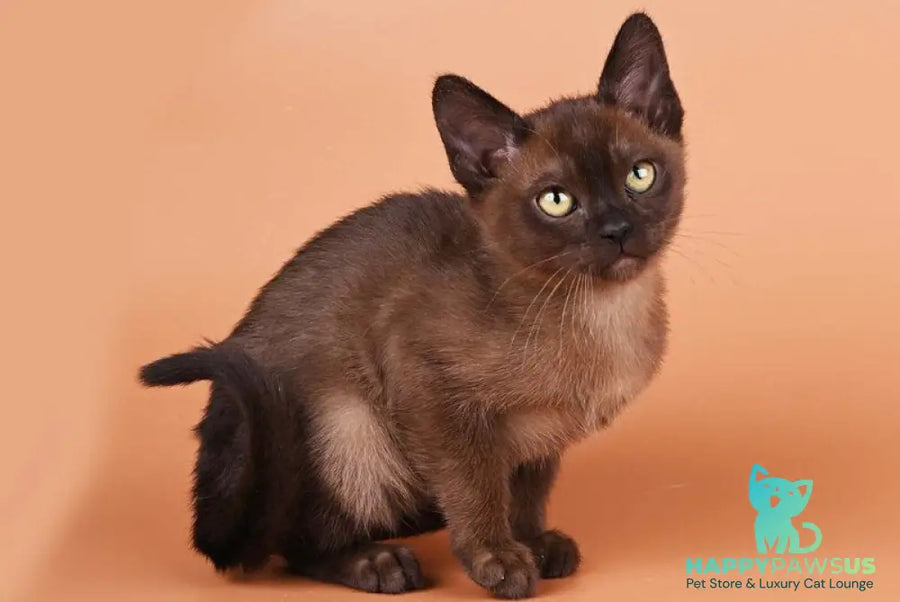 Zakhar Burmese male black - live animals