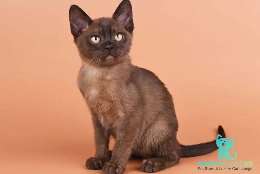 Zakhar Burmese male black - live animals