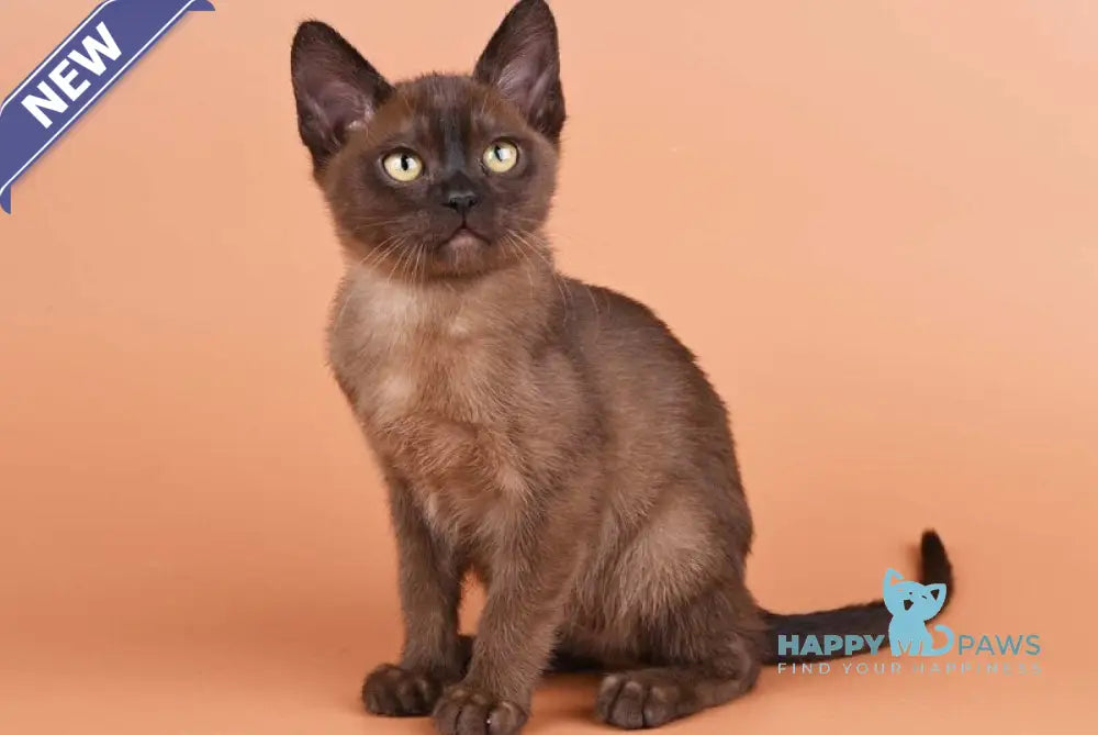 Zakhar Burmese male black - live animals
