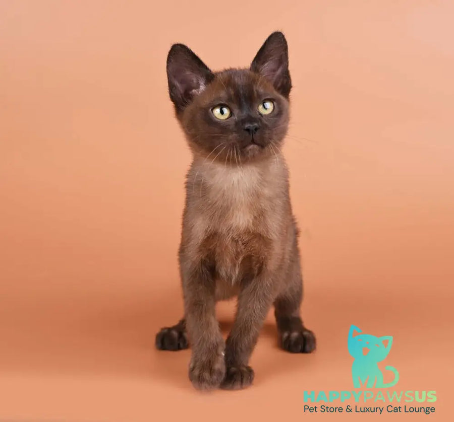 Zakhar Burmese male black - live animals
