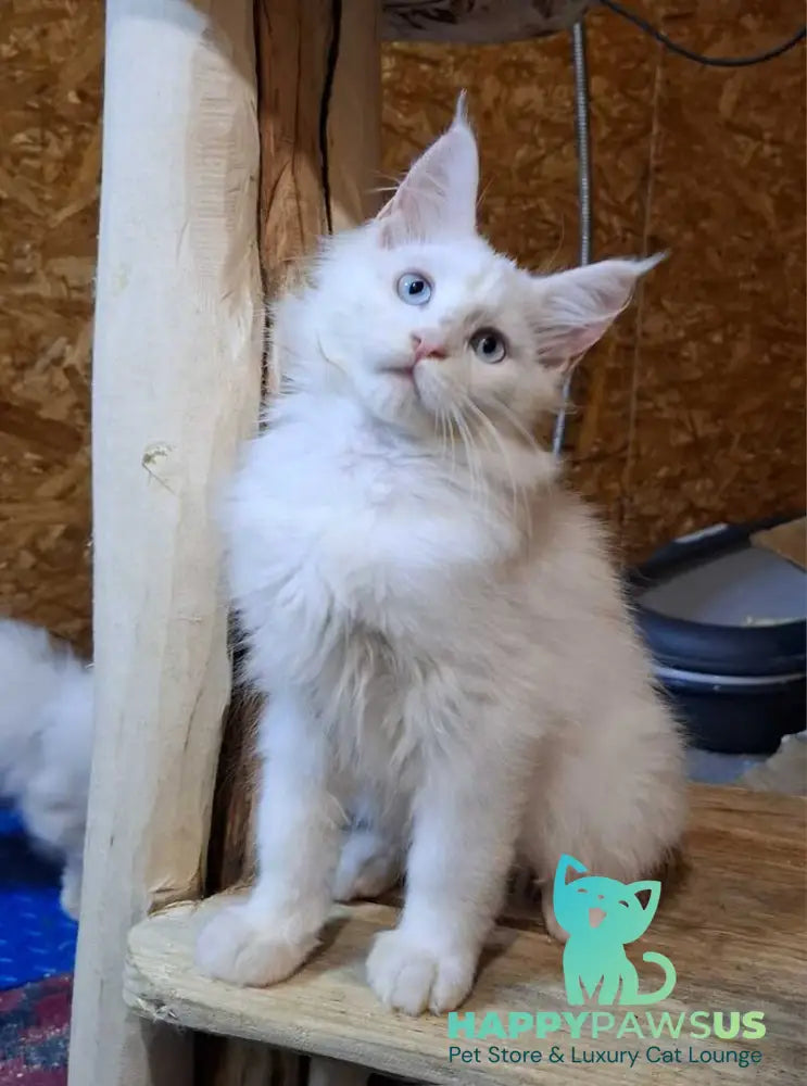 Zakhar Maine Coon male white live animals