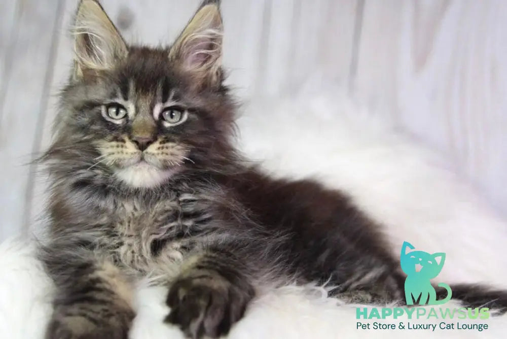 Zaki Maine Coon male black tabby - live animals