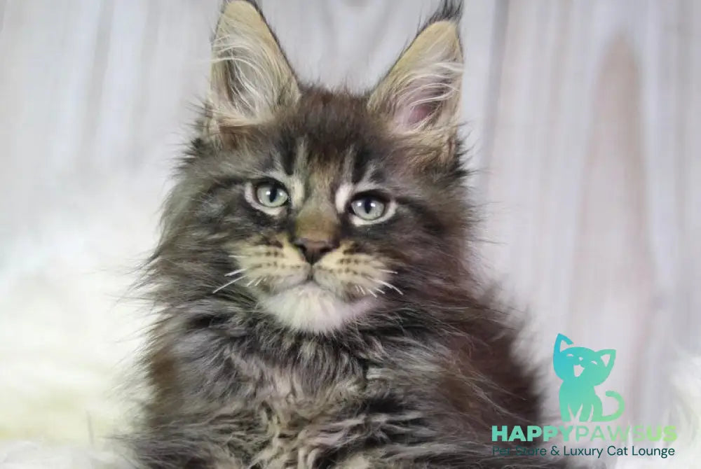 Zaki Maine Coon male black tabby - live animals