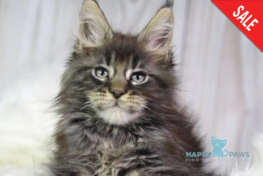 Zaki Maine Coon male black tabby - live animals