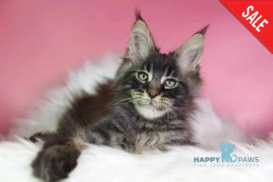 Zaki Maine Coon male black tabby - live animals