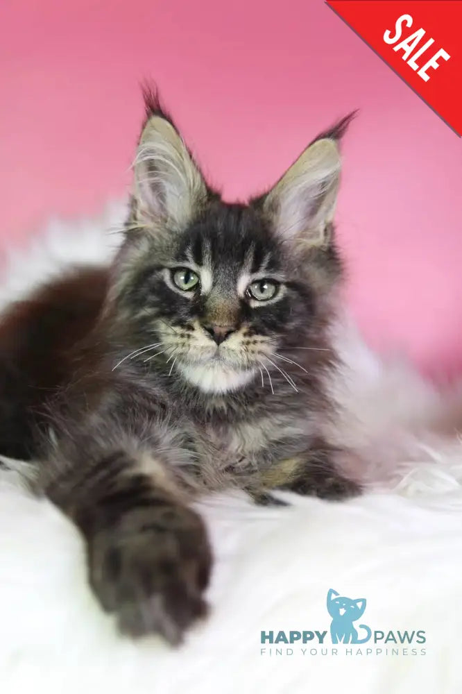 Zaki Maine Coon male black tabby - live animals