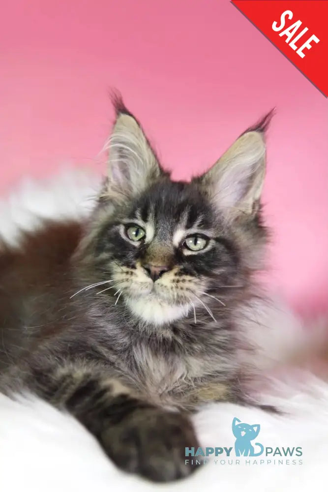 Zaki Maine Coon male black tabby - live animals