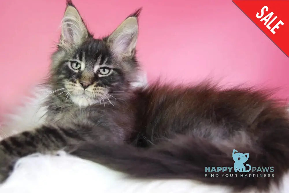Zaki Maine Coon male black tabby - live animals