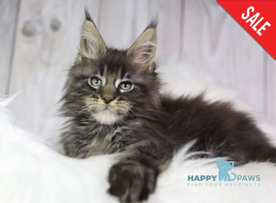 Zaki Maine Coon male black tabby - live animals