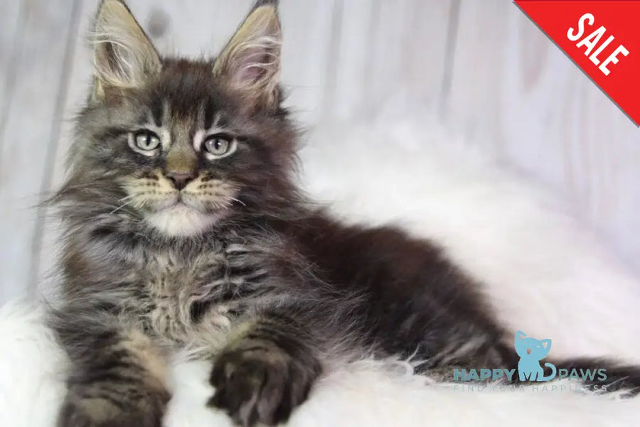 Zaki Maine Coon male black tabby - live animals