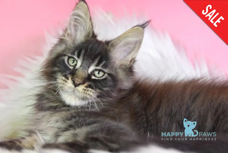 Zaki Maine Coon male black tabby - live animals