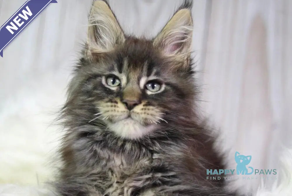 Zaki Maine Coon male black tabby - live animals