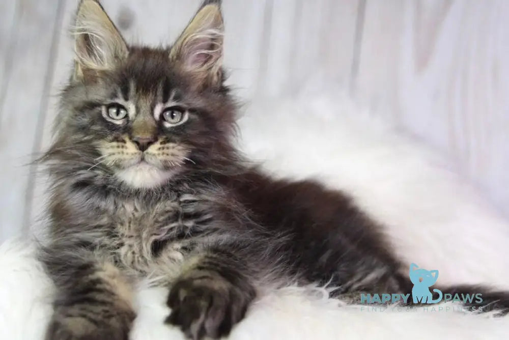 Zaki Maine Coon male black tabby - live animals