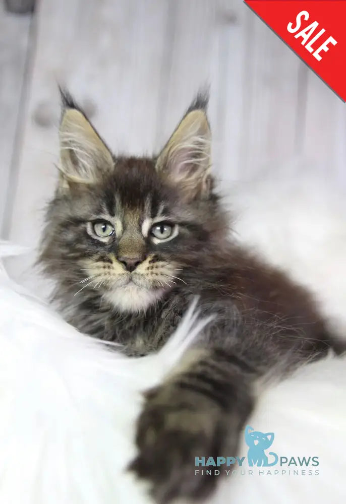 Zaki Maine Coon male black tabby - live animals