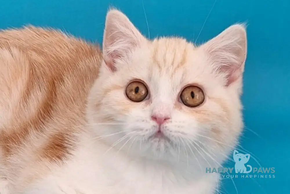 Zan Scottish Straight male red silver tabby bicolour live animals