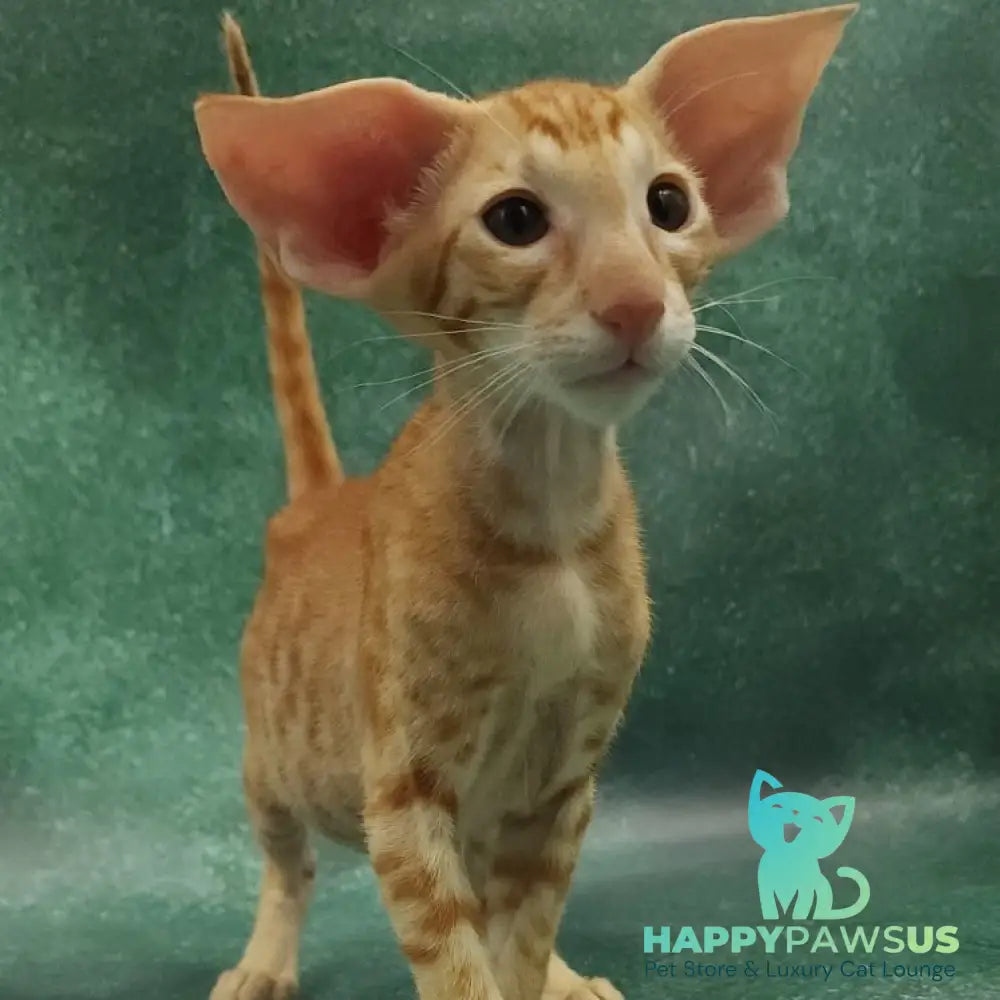 Zаnder Oriental Shorthair male red spotted tabby - live animals