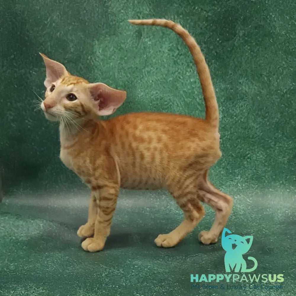 Zаnder Oriental Shorthair male red spotted tabby - live animals