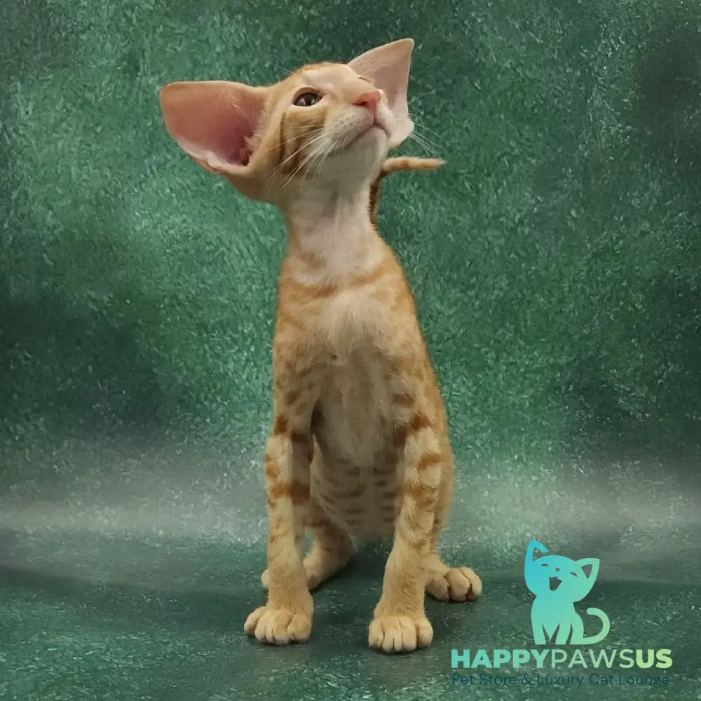 Zаnder Oriental Shorthair male red spotted tabby - live animals