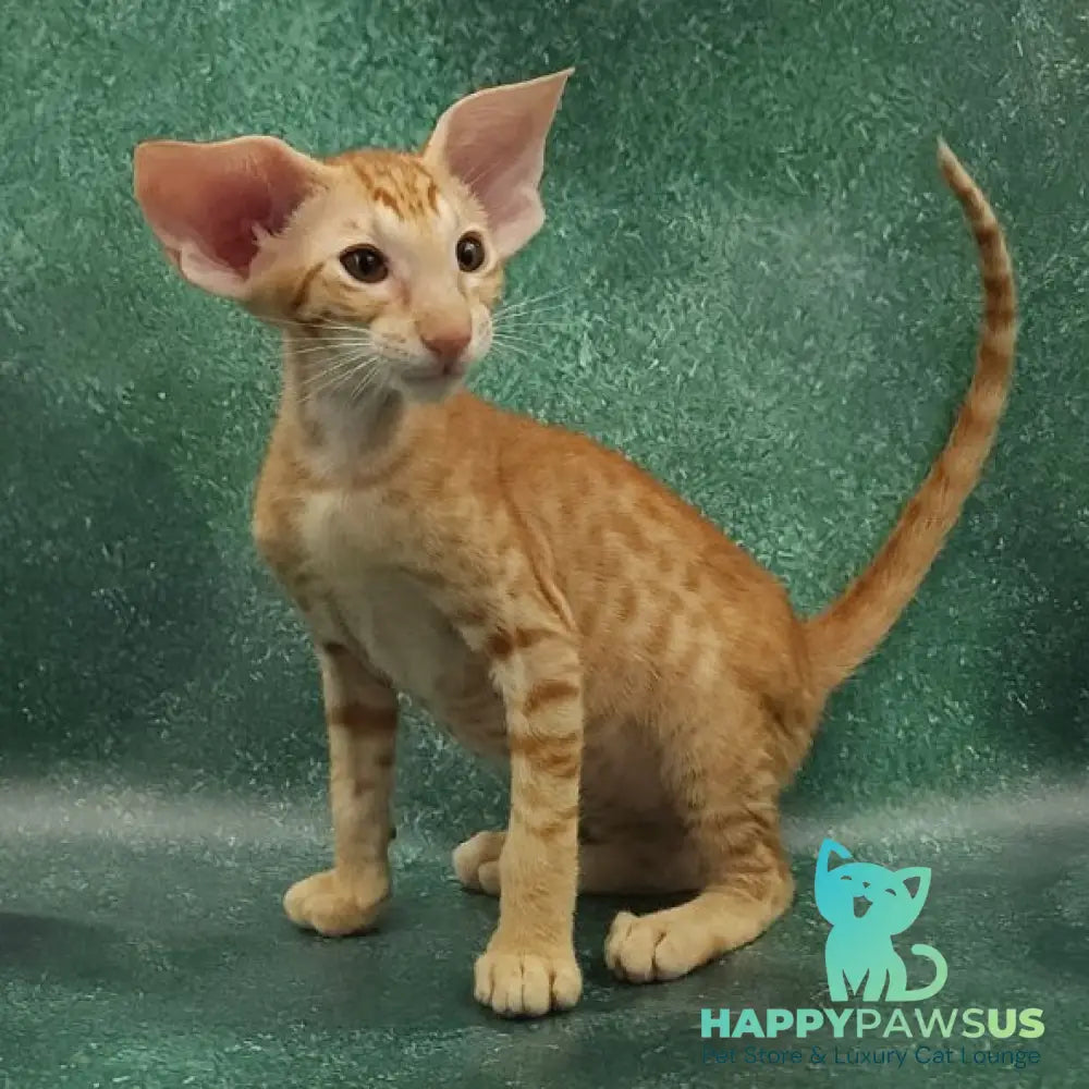 Zаnder Oriental Shorthair male red spotted tabby - live animals