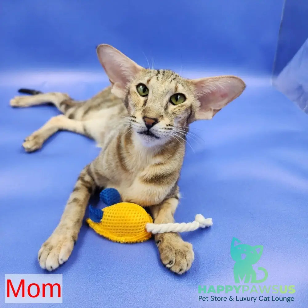 Zаnder Oriental Shorthair male red spotted tabby - live animals