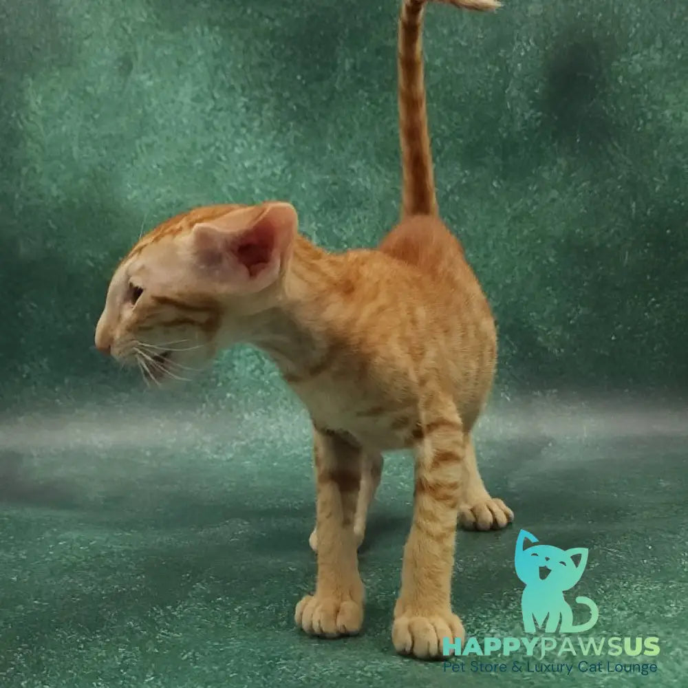 Zаnder Oriental Shorthair male red spotted tabby - live animals
