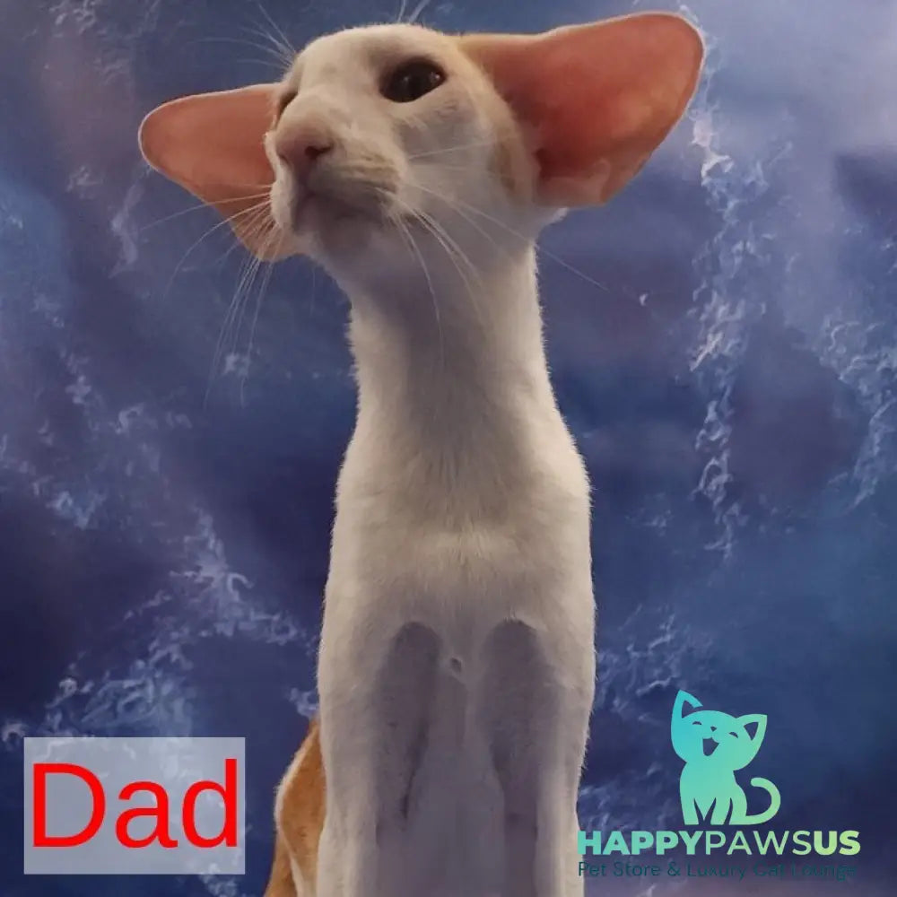 Zаnder Oriental Shorthair male red spotted tabby - live animals