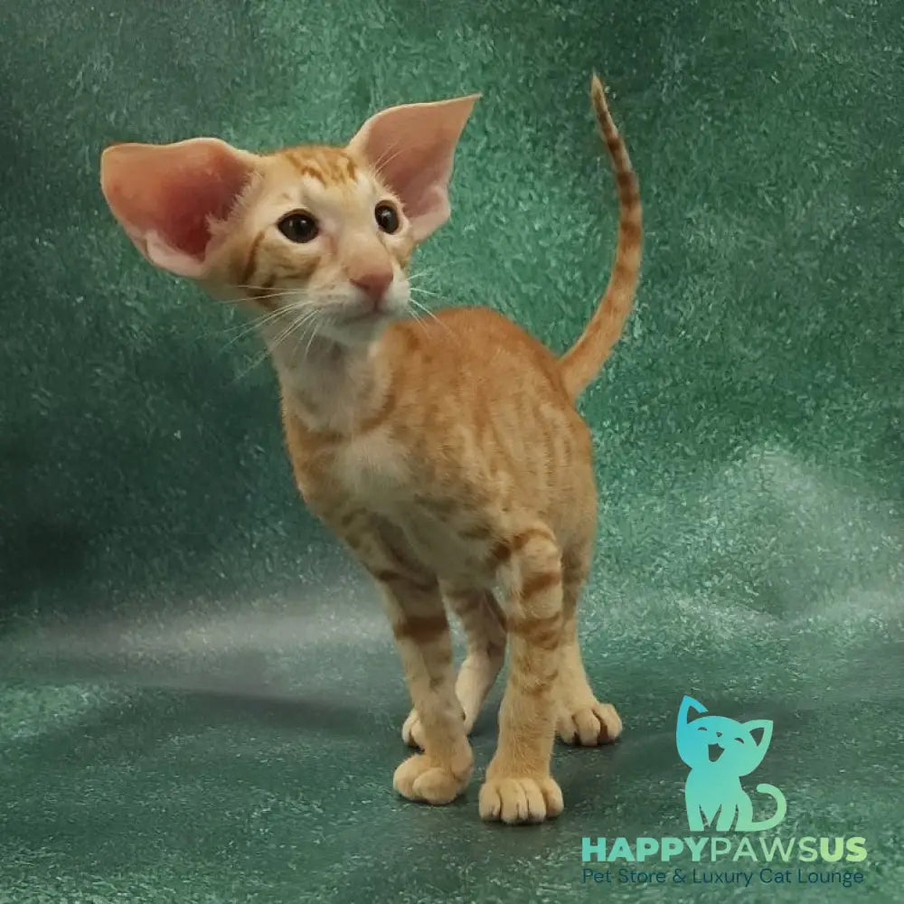 Zаnder Oriental Shorthair male red spotted tabby - live animals
