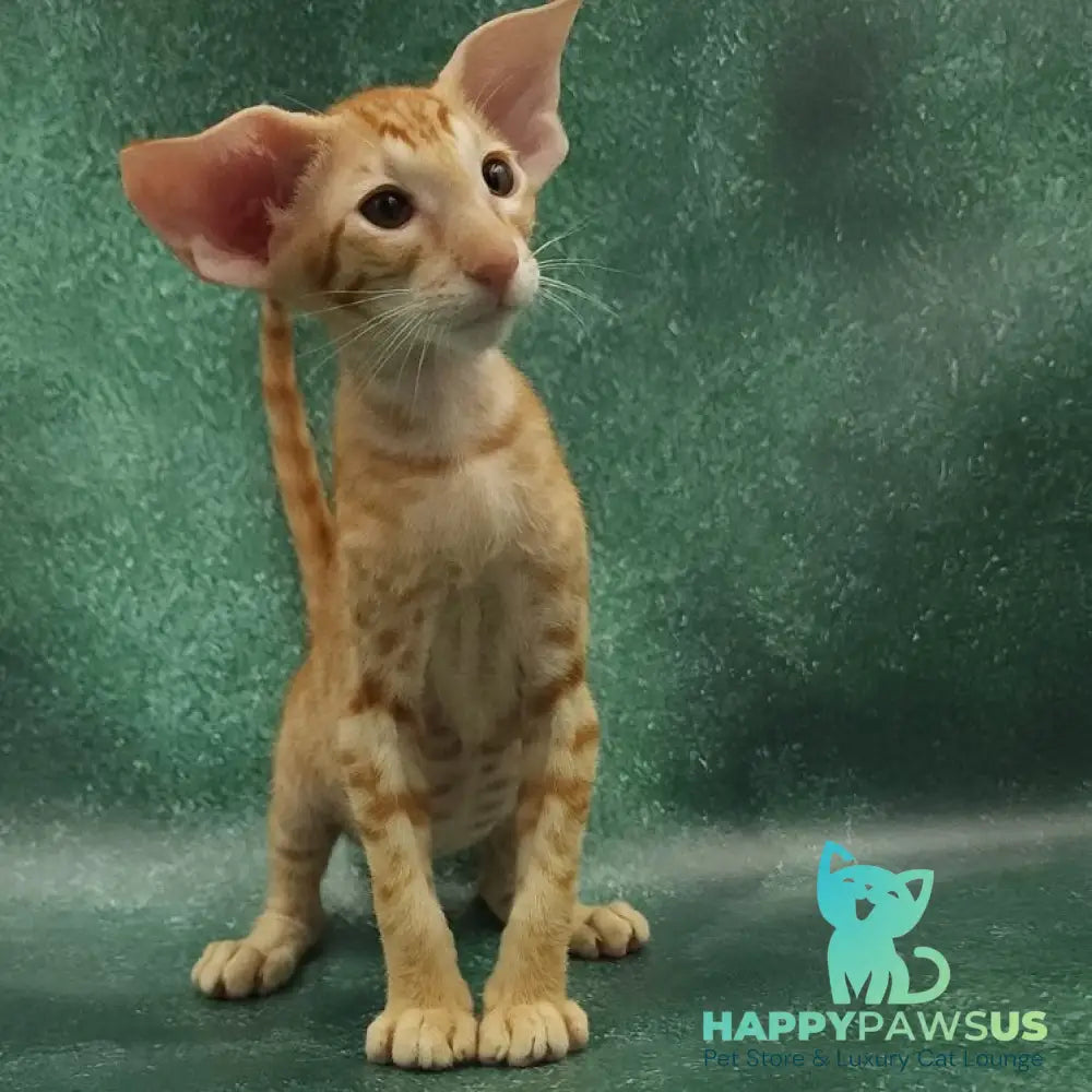 Zаnder Oriental Shorthair male red spotted tabby - live animals